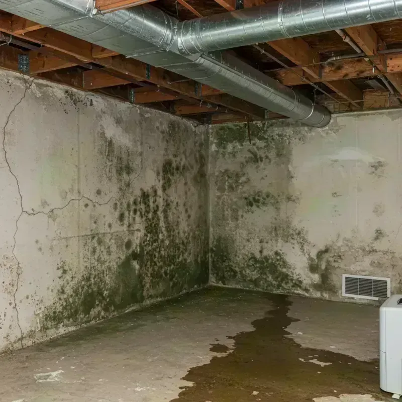 Professional Mold Removal in East Saint Louis, IL